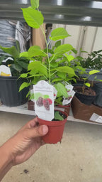 Sweet Everbearing Mulberry Tree — Rooted Live Fruit Plant Facebook video