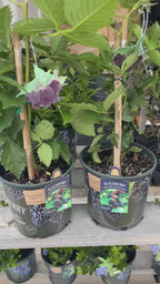 Fruiting Blackberry Plant — Live Berry Plant Facebook video