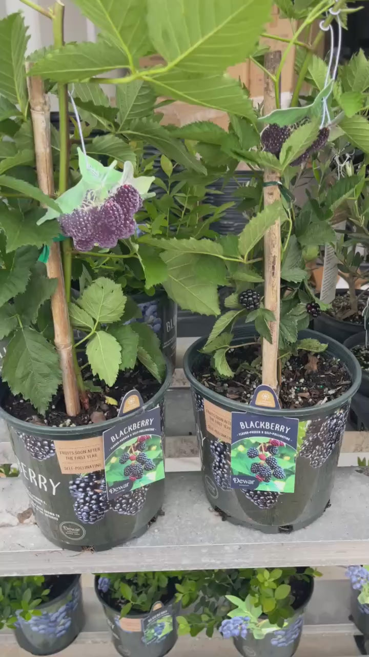 Fruiting Blackberry Plant — Live Berry Plant Facebook video