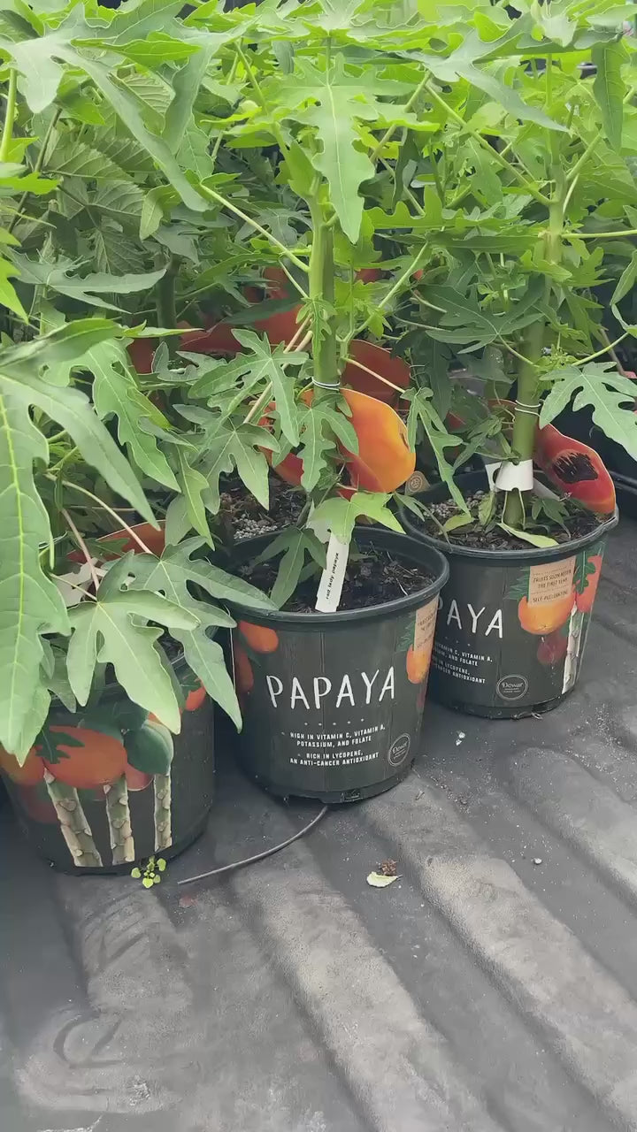 Tropical Papaya Tree — Live Fruit Plant Facebook video
