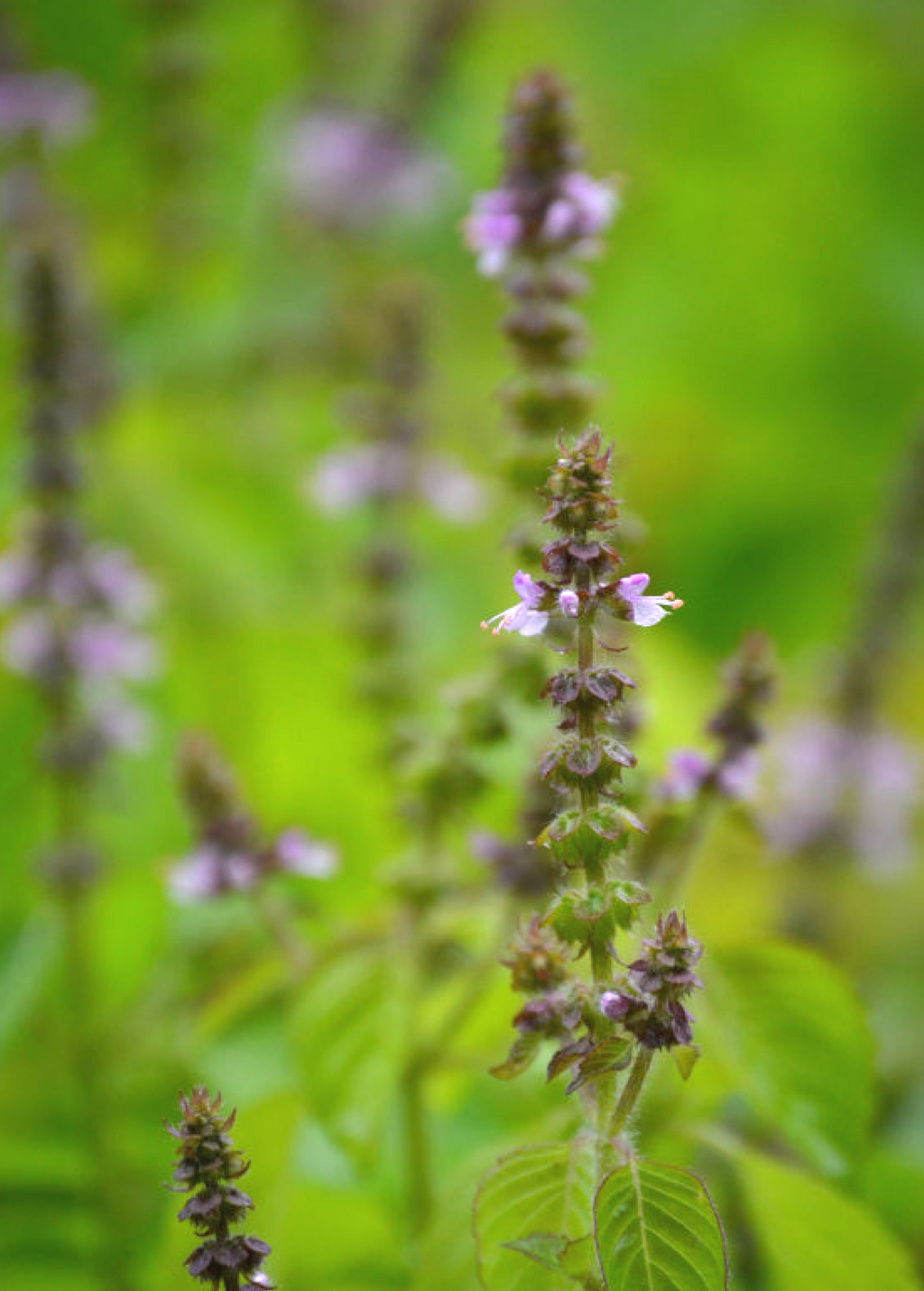 Rama Tulsi — Green Holy Basil Plant