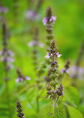 Rama Tulsi — Green Holy Basil Plant