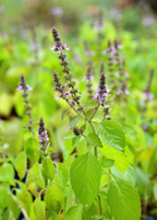 Rama Tulsi — Green Holy Basil Plant