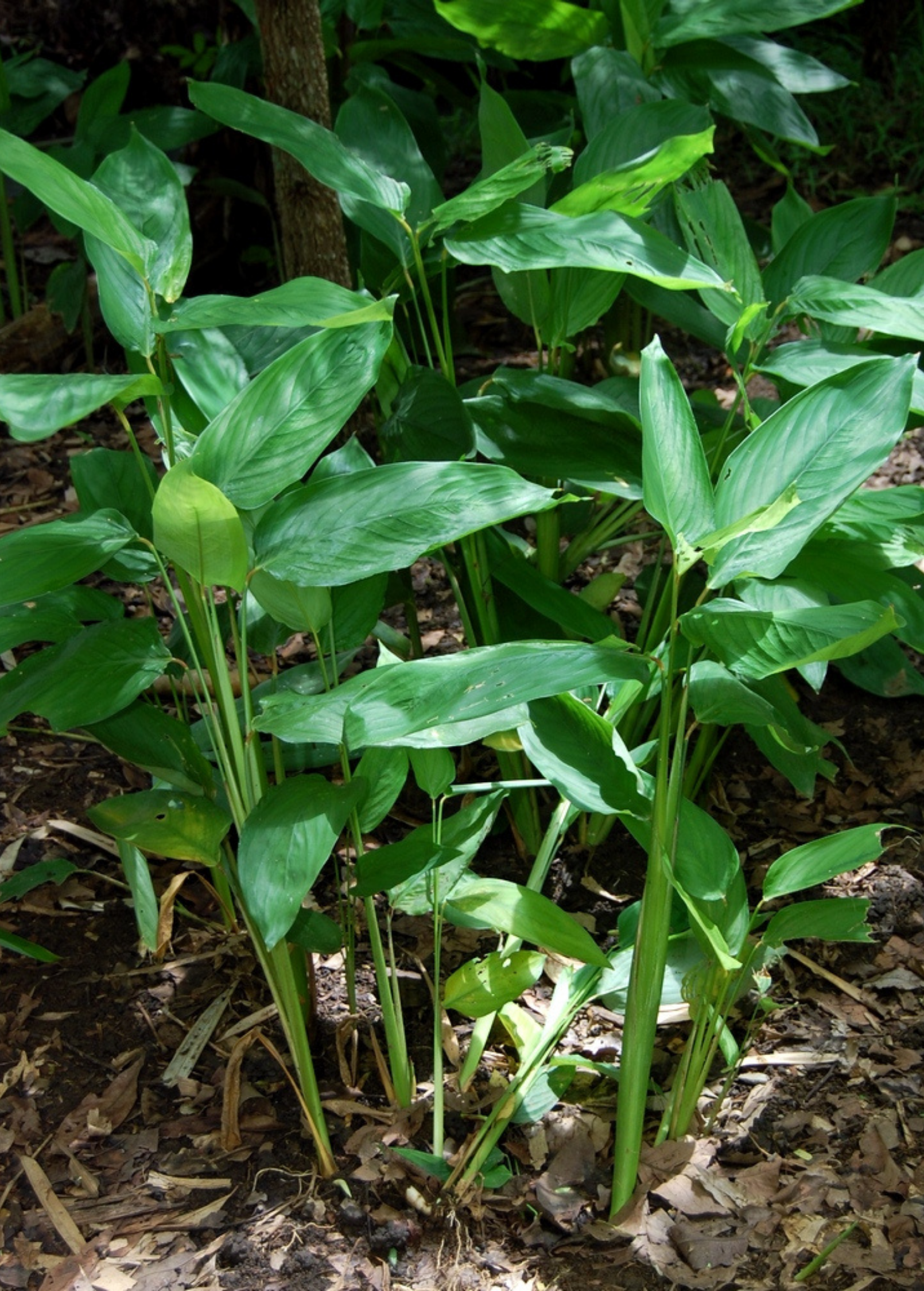 Arrowroot Plant — Maranta arundinacea