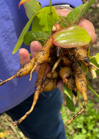 Arrowroot Plant — Maranta arundinacea