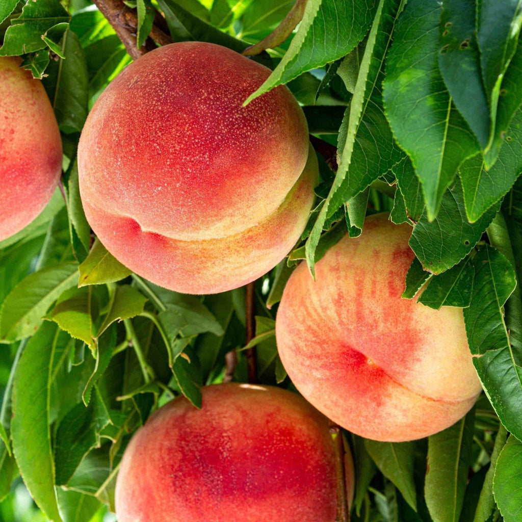 Multi-Fruit Peach Tree live fruit plant