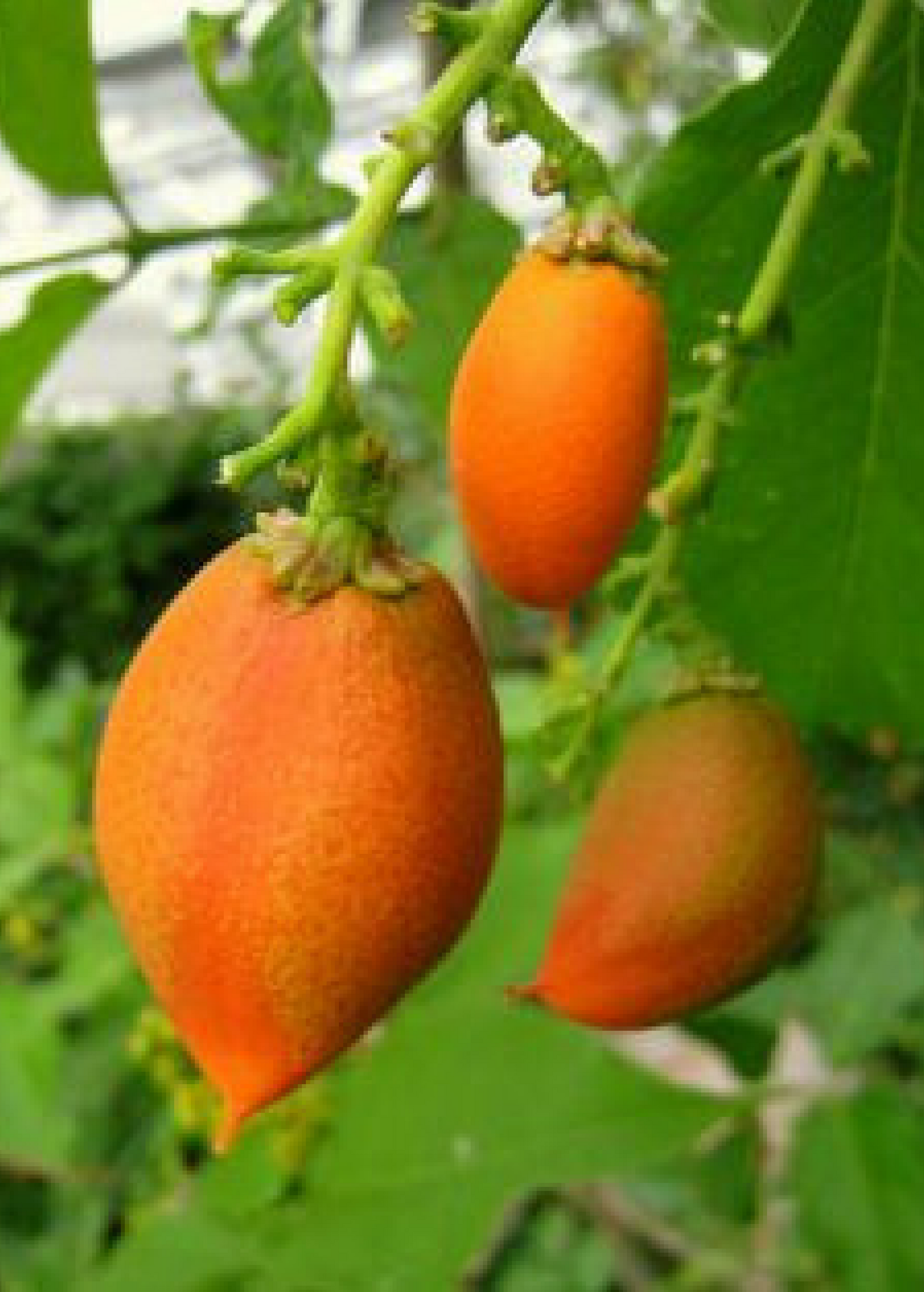 Peanut Butter Fruit Tree live plant - additional view 6