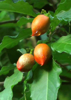 Peanut Butter Fruit Tree live plant - additional view 5