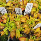 Venus flytrap (Dionaea muscipula) 'Double Trouble'