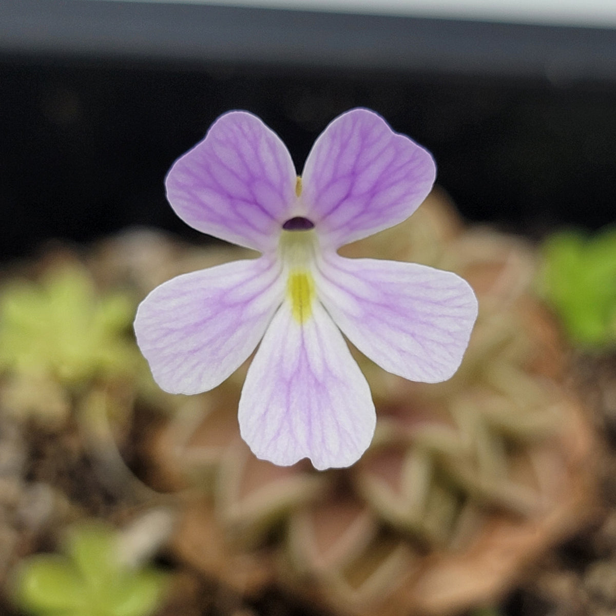 Pinguicula emarginata x jaumavensis