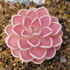 Pinguicula ehlersiae {Tolantongo}