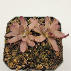Pinguicula cv. 'BCP Crystal'