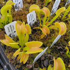 Venus flytrap (Dionaea muscipula) "Dente"