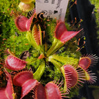 Venus flytrap (Dionaea muscipula) 'Schuppenstiel II'