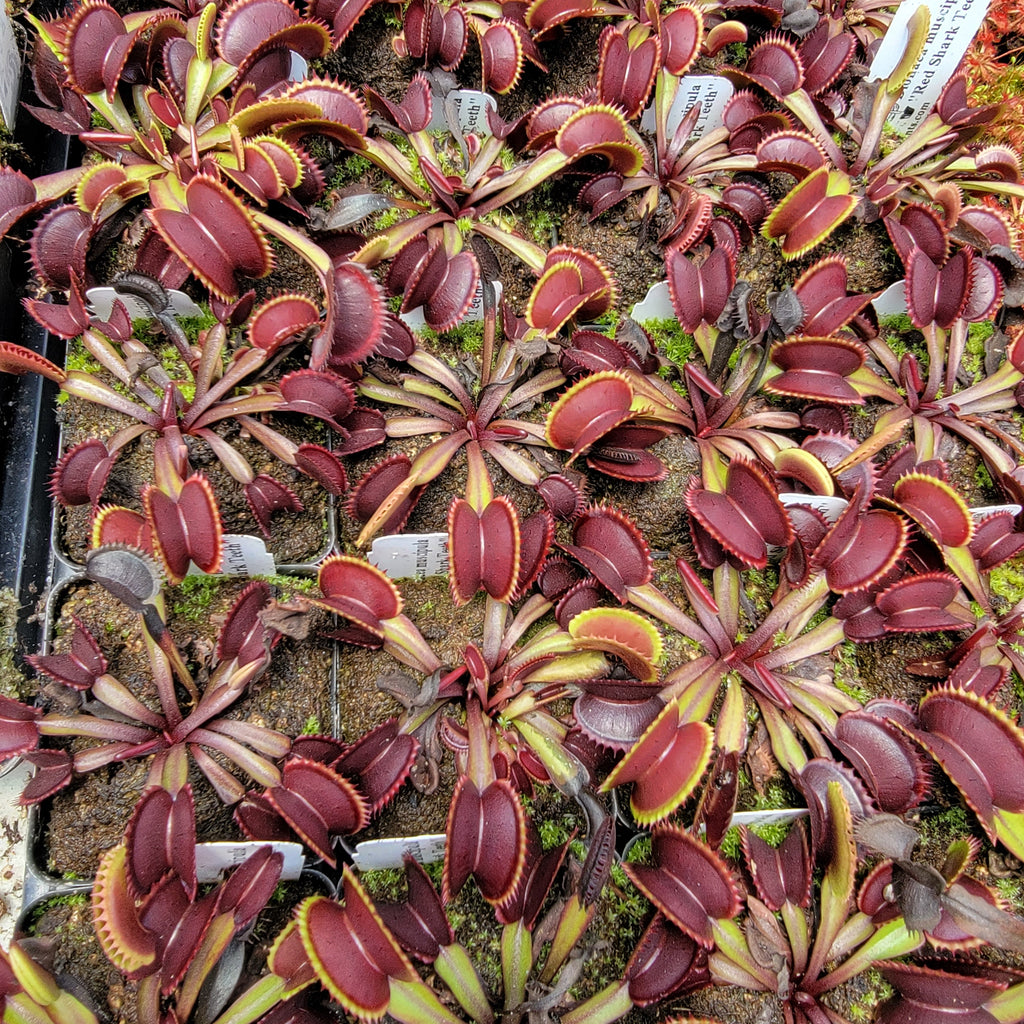 Venus flytrap (Dionaea muscipula) "Red Shark Teeth"