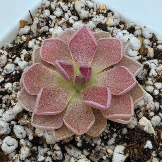 Pinguicula 'PE Formosa'