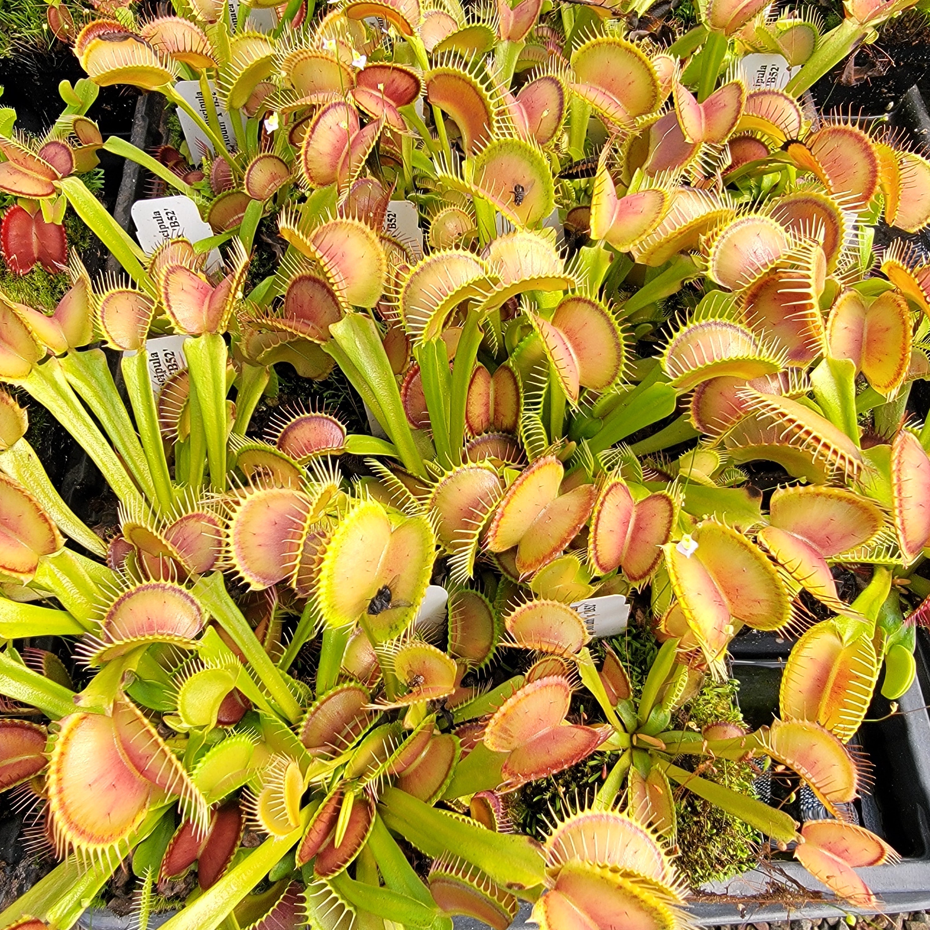 Venus flytrap (Dionaea muscipula) 'Big Mouth' x 'B52'