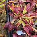Venus flytrap (Dionaea muscipula) "Red Shark Teeth"