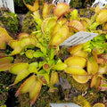 Venus flytrap (Dionaea muscipula) 'Double Trouble'