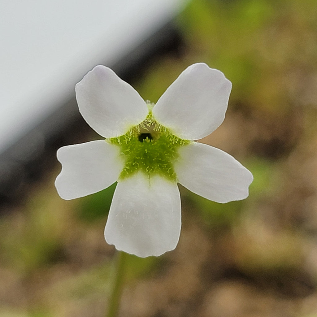 Pinguicula acuminata