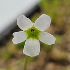 Pinguicula acuminata