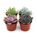 Succulent Variety Pack — Four Easy-Care Plants