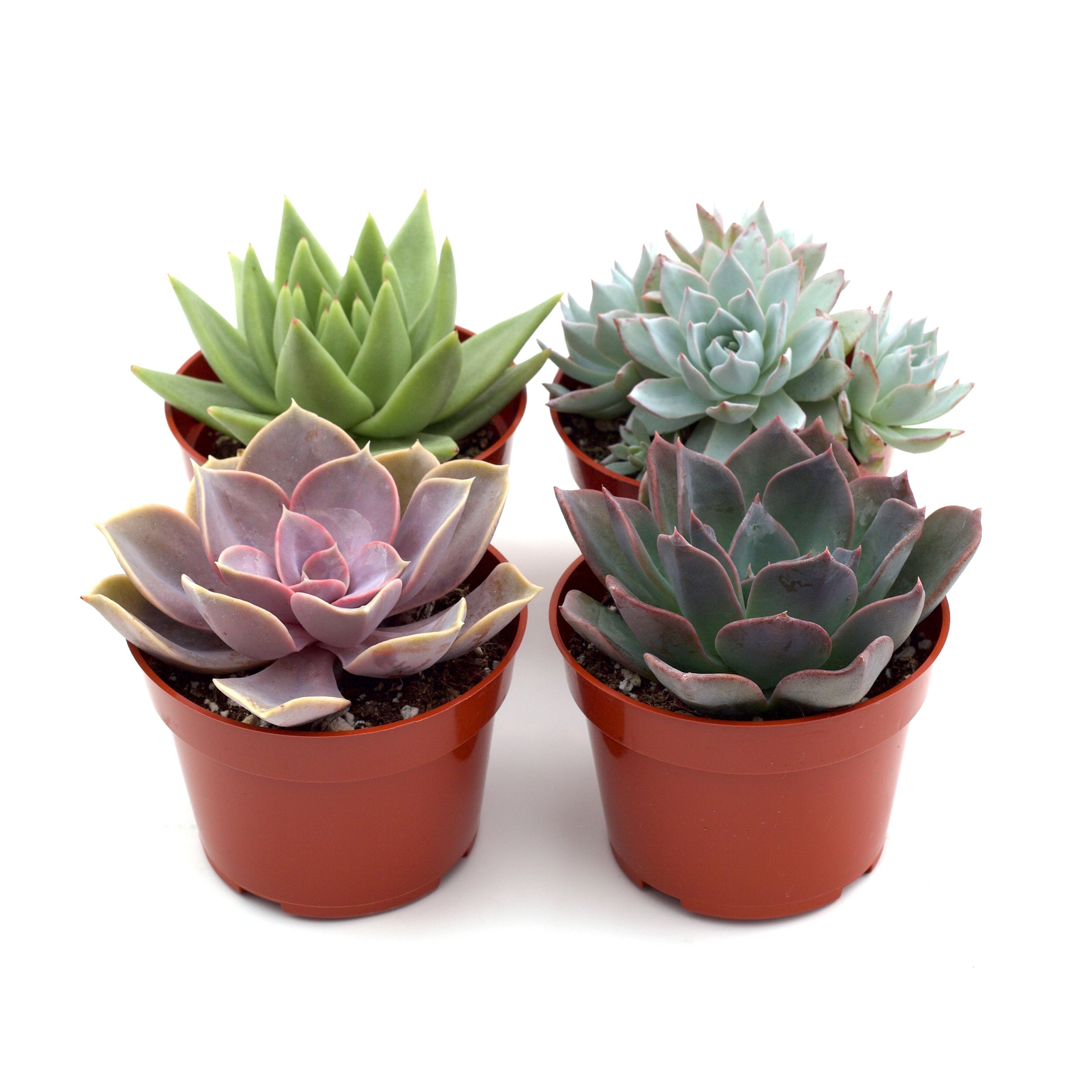 Succulent Variety Pack — Four Easy-Care Plants live plant
