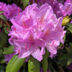 Roseum Elegans Rhododendron