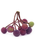 Sherbet Berry Plant — Phalsa