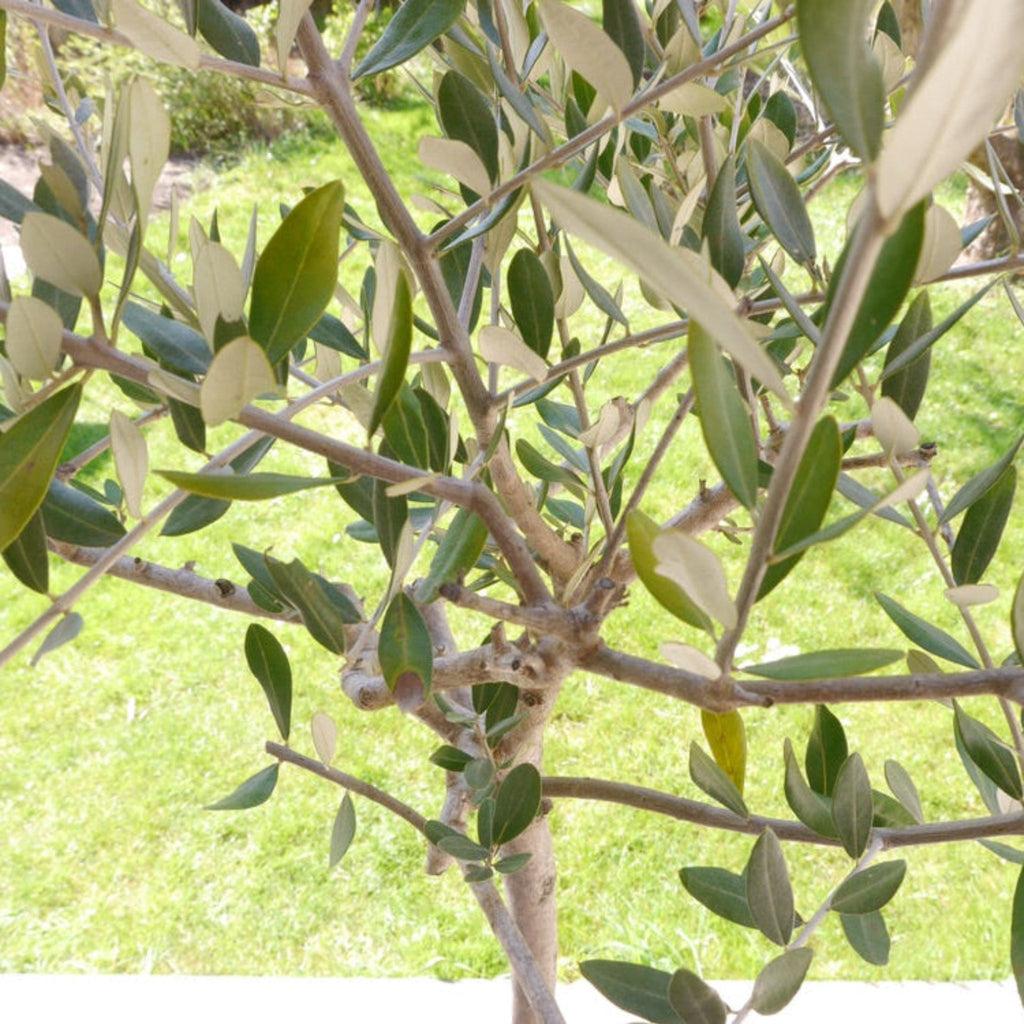 Frantoio Olive Tree live fruit plant