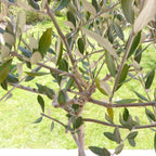 Frantoio Olive Tree live fruit plant