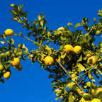 Eureka Lemon Tree live fruit plant