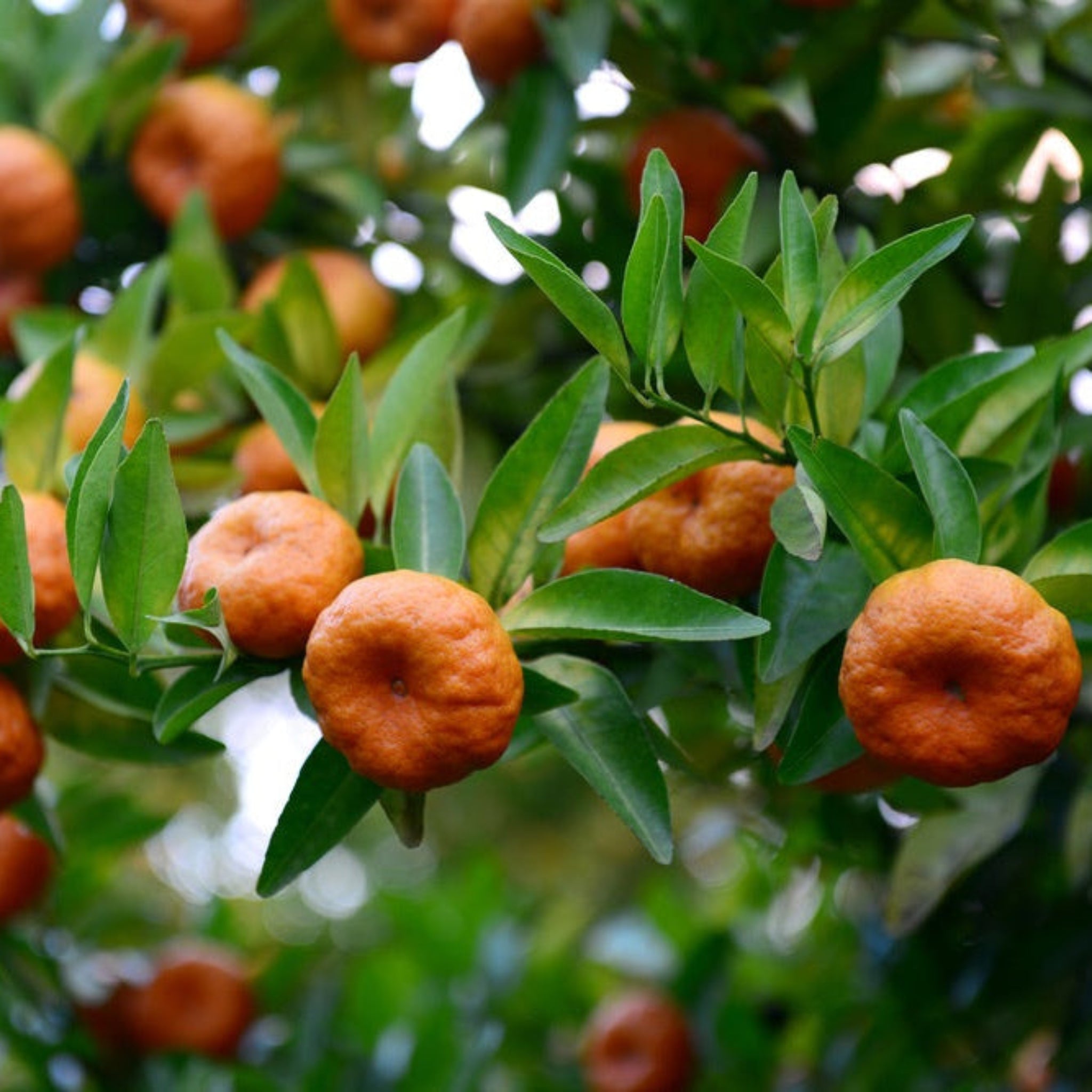 Gold Nugget Mandarin Tree live fruit plant