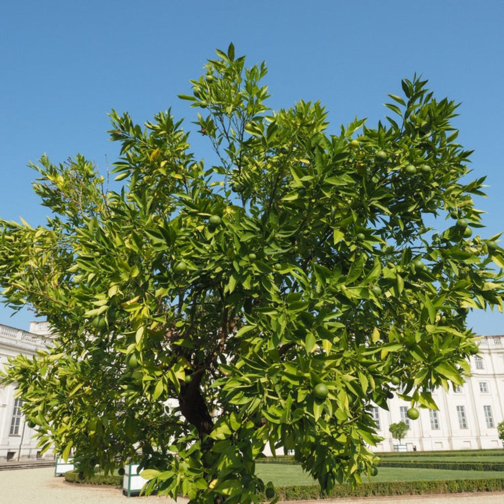 Persian Bearss Lime Tree — Seedless Patio Citrus live plant