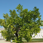 Persian Bearss Lime Tree — Seedless Patio Citrus live plant