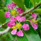 Barbados Cherry Tree (Acerola) — Tropical Fruit Plant live plant
