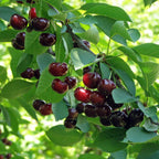 Romeo and Juliet Cherry Trees live fruit plant