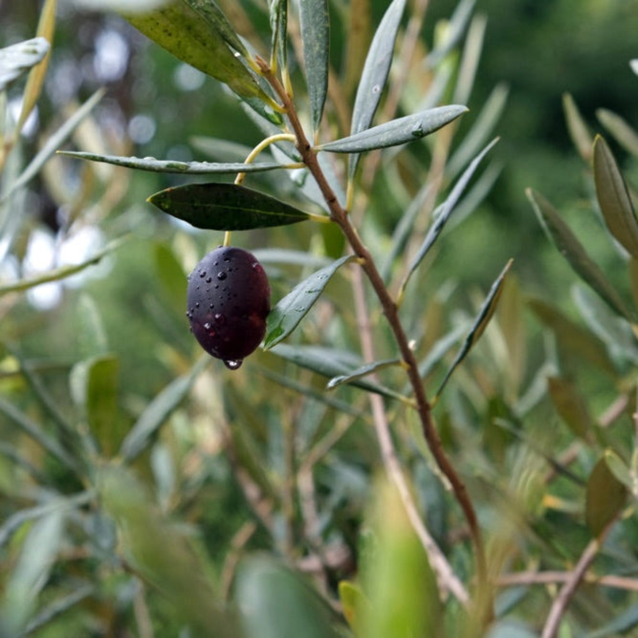 Mission Olive Tree live fruit plant