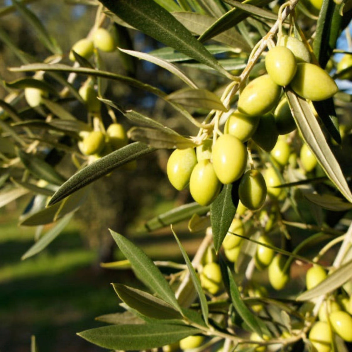 Koroneiki Olive Tree live fruit plant