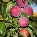 Santa Rosa Plum Tree — Live Fruit Tree