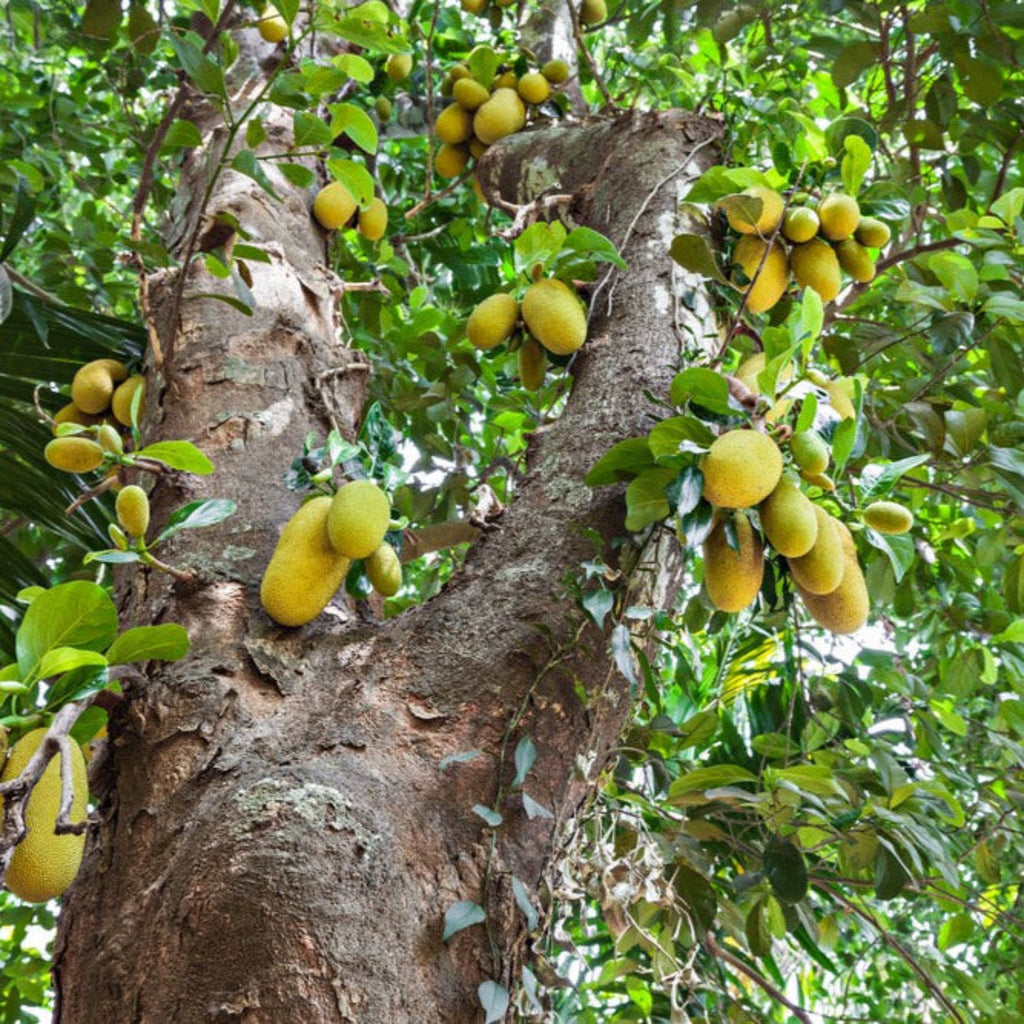 Jackfruit Tree live fruit plant