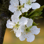 Bing Cherry Tree live fruit plant