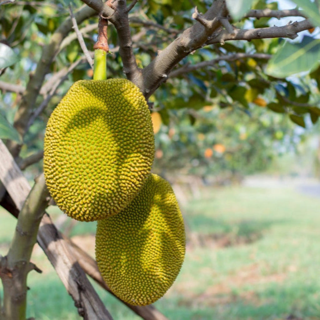 Jackfruit Tree live fruit plant