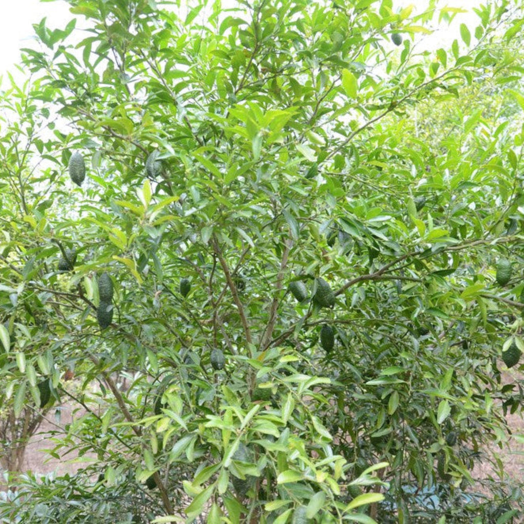 Australian Finger Lime Tree live fruit plant