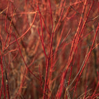 Arctic Fire® Red Twig Dogwood