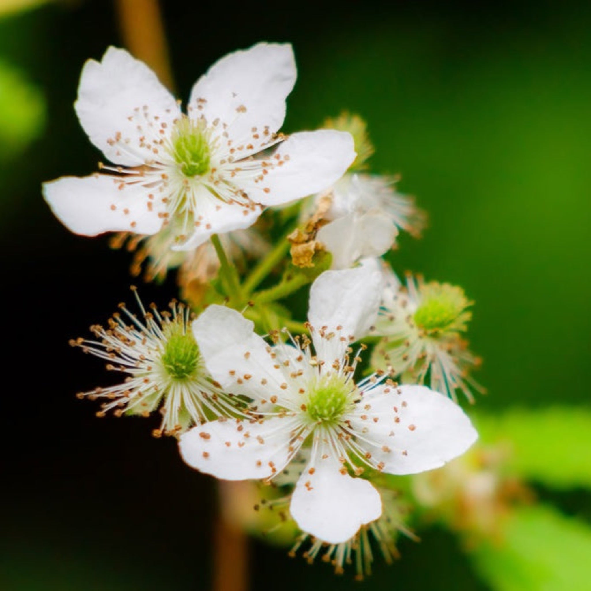 Thornless Blackberry Bush — Easy-Pick Berry Plant live plant
