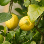Eureka Lemon Tree live fruit plant