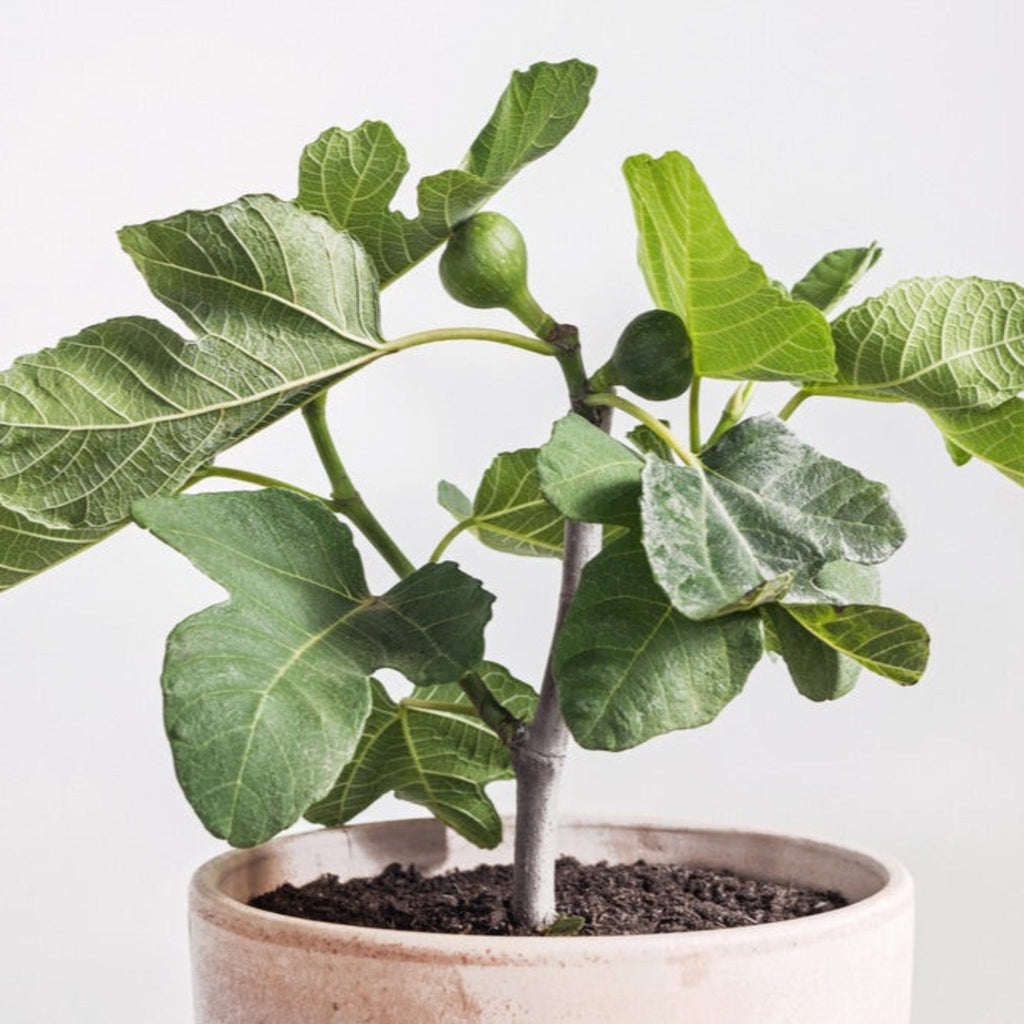 Chicago Hardy Fig Tree — Cold-Hardy & Self-Pollinating live plant