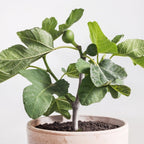 Chicago Hardy Fig Tree — Cold-Hardy & Self-Pollinating live plant