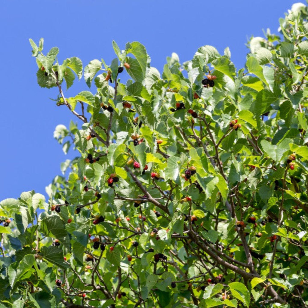 Everbearing Mulberry Tree — Fast-Growing Fruit Tree live plant